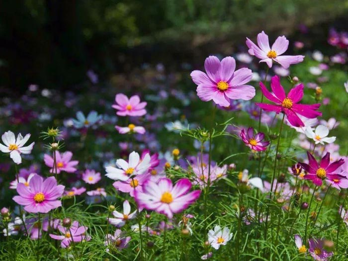 波斯菊