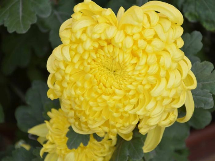 大菊花