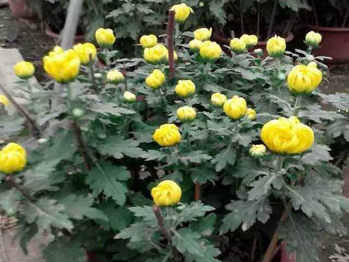 國(guó)慶菊
