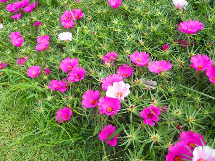 太陽(yáng)花