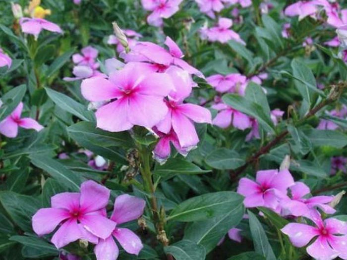 長(zhǎng)春花
