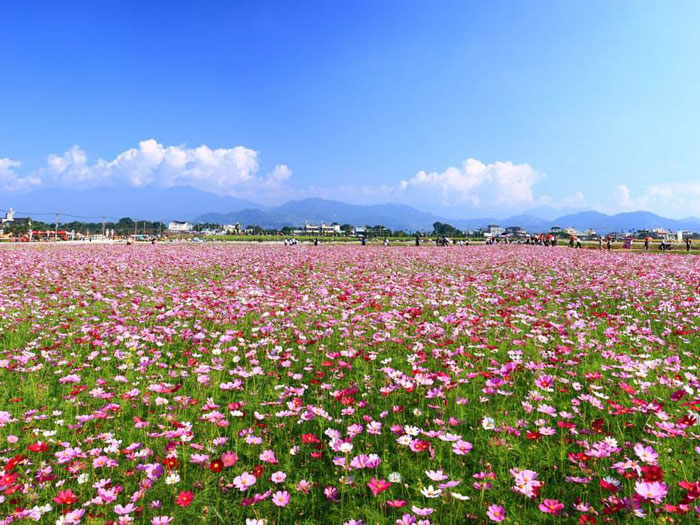 波斯菊花海