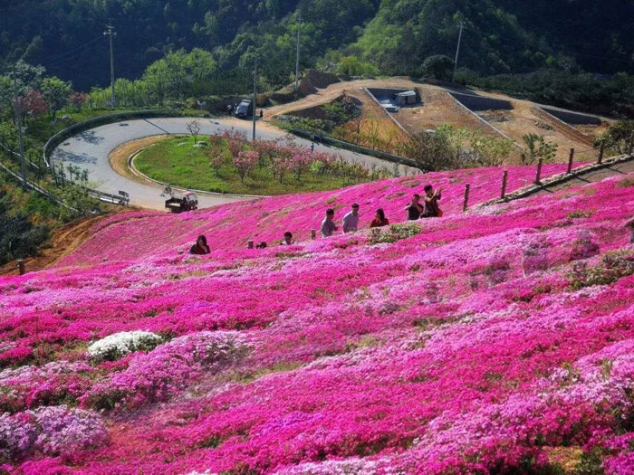 芝櫻花海