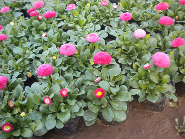 雛菊