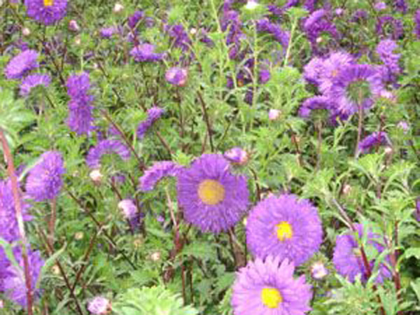 翠菊