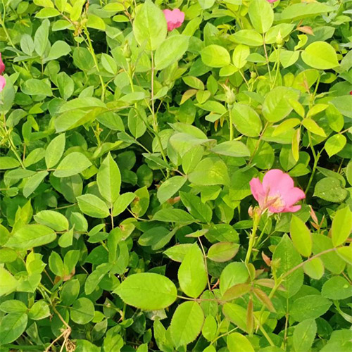 如何讓豐花月季一根枝條冒4個(gè)花苞