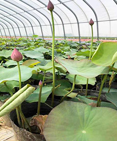 水生植物系列