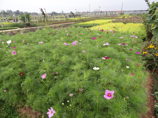 波斯菊基地.jpg