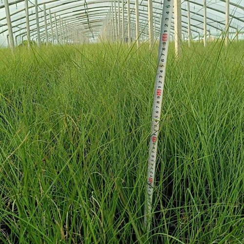 苗木種植施工過(guò)程中管理注意事項(xiàng)