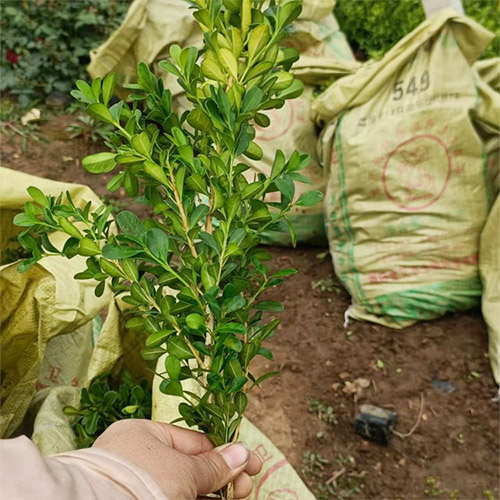 草花種植基地告訴您種植草花要注意的細(xì)節(jié)問(wèn)題