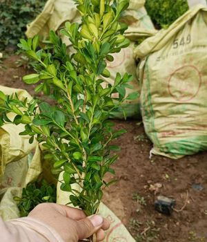 草花種植基地告訴您種植草花要注意的細(xì)節(jié)問題