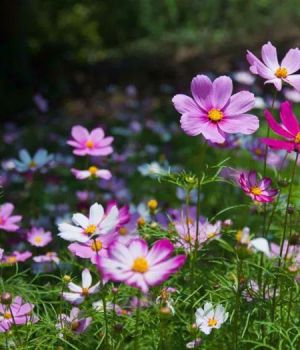 波斯菊