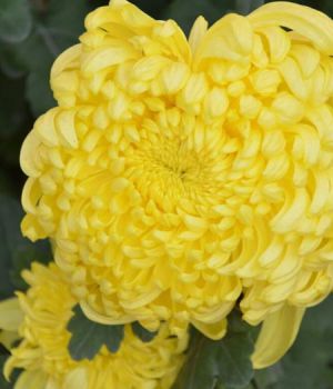 大菊花