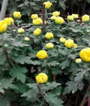 國(guó)慶菊