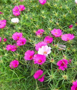 太陽(yáng)花