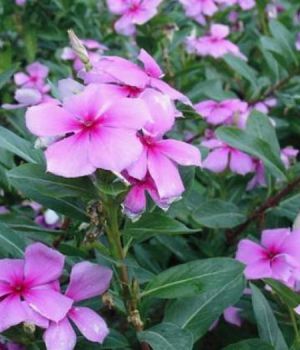 長(zhǎng)春花