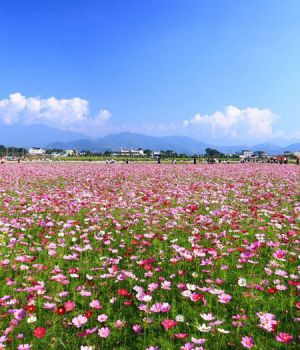 波斯菊花海