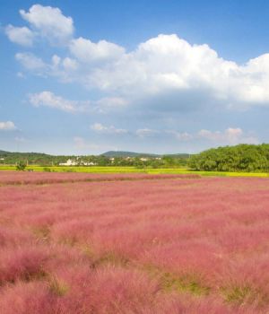 粉黛亂子草花海