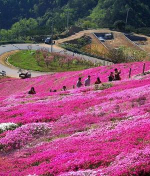 芝櫻花海