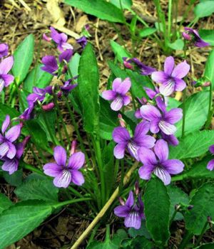 紫花地丁