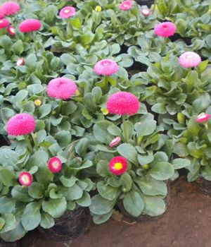雛菊