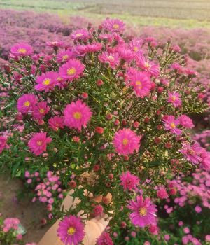 荷蘭菊