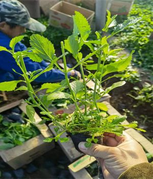 馬鞭草