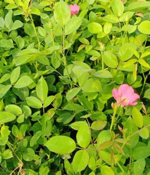 如何讓豐花月季一根枝條冒4個(gè)花苞
